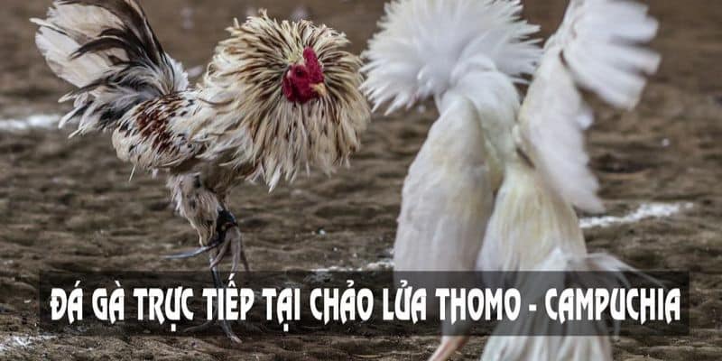 Trực tiếp gà đá thomo là gì